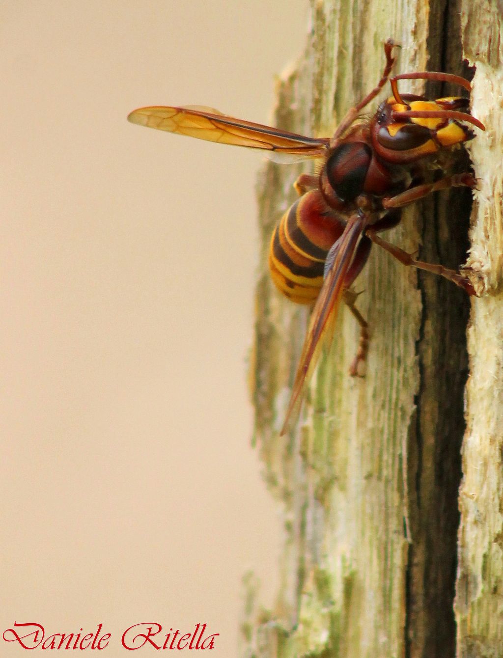 Vespa crabro!!!